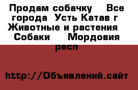 Продам собачку  - Все города, Усть-Катав г. Животные и растения » Собаки   . Мордовия респ.